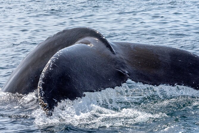 Whale Watching Adventure -Speed Boat & Small Group - The value of $105 per person