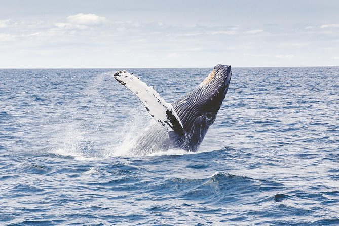 Whale Watching Adventure -Speed Boat & Small Group - How wet and active is the ride?