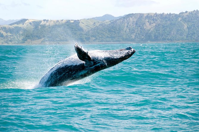 Whale Watching and Bacardi Island day trip from Punta Cana - Key points to know before you book