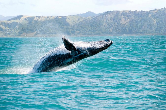 Whale Watching and Bacardi Island day trip from Punta Cana - Who will enjoy this excursion most?