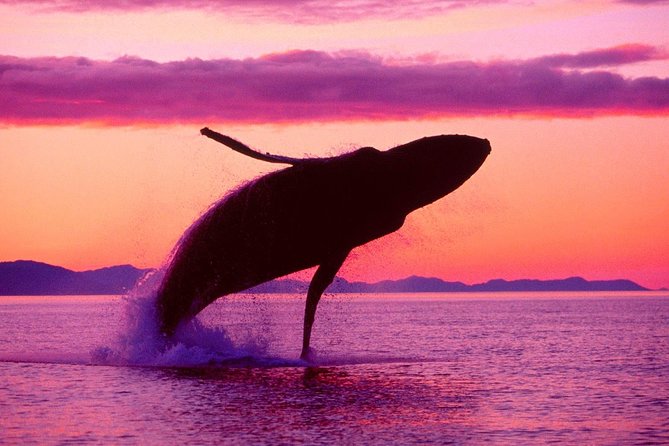 Whale Watching and Bacardi Island day trip from Punta Cana - Timing, cancellation, and small practical tips