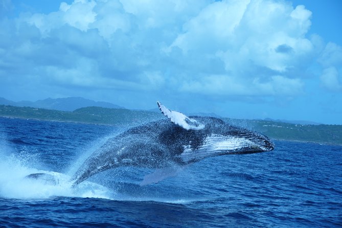 Whale Watching and Bacardi Island day trip from Punta Cana - The early hotel pickup and ride to the bay