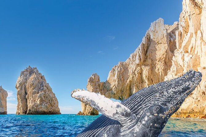 Whale Watching and Cabo San Lucas Arch - Key points to know before booking