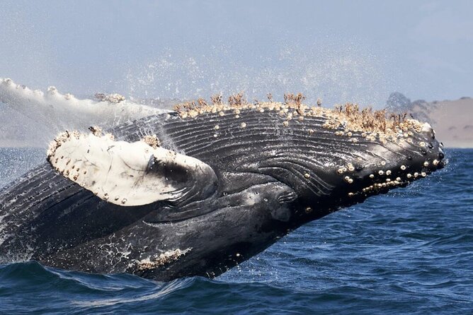 Whale Watching and Cabo San Lucas Arch - Finding the meeting point at Cabo Marina