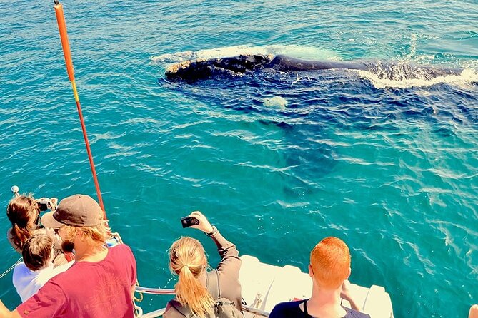 Whale Watching and Cabo San Lucas Arch - Cruising the Sea of Cortez and Land’s End