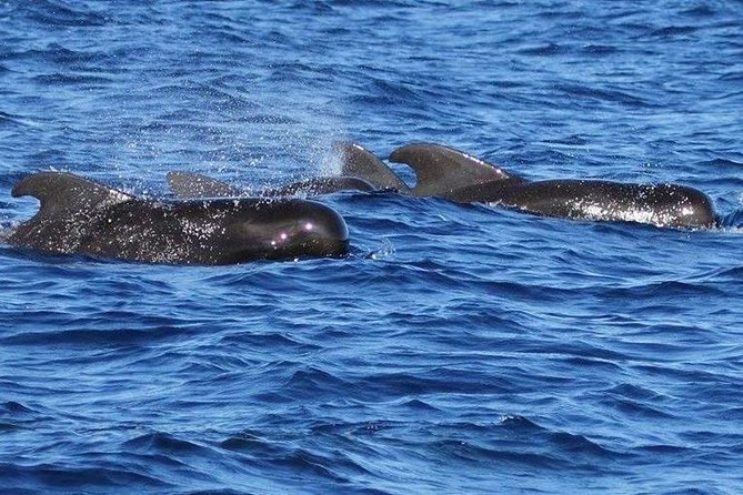 Whale Watching and Dolphin Spotting Cruise - How the crew shapes the morning