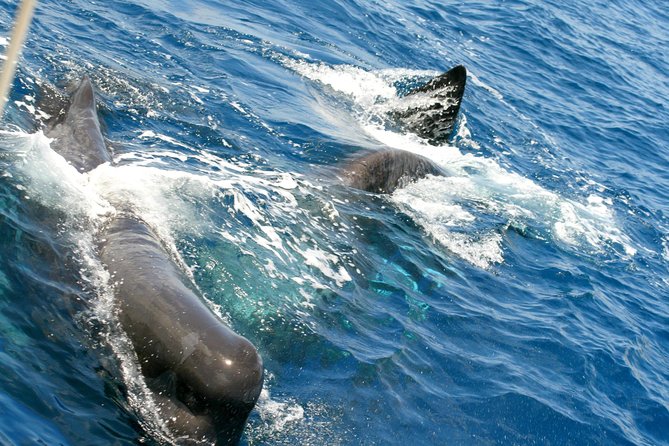 Whale Watching and Dolphin Spotting Cruise - Boat comfort, motion, and where to sit