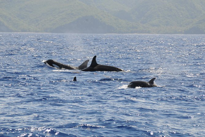 Whale Watching and Dolphin Spotting Cruise - The return along St. Lucia’s coast