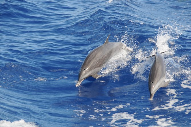 Whale Watching and Dolphin Spotting Cruise - Dolphins, whales, and the luck factor