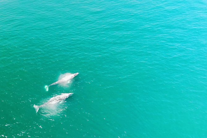 Whale Watching and Fishing Combination Excursions - Key Points Before You Book