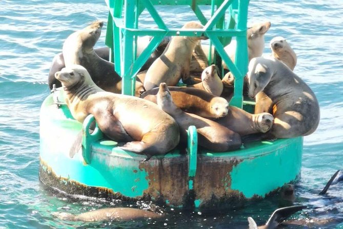 Whale Watching and Fishing Combination Excursions - How the Three-Hour Schedule Works for You
