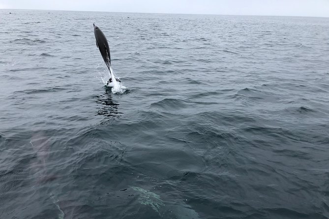 Whale Watching and Fishing Combination Excursions - Who Will Get the Most From This Dana Point Trip