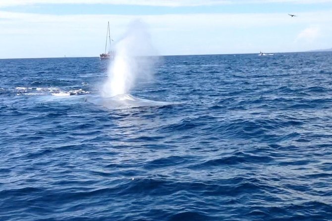 Whale Watching and Fishing Combination Excursions - The First Hour: Searching for California Marine Life