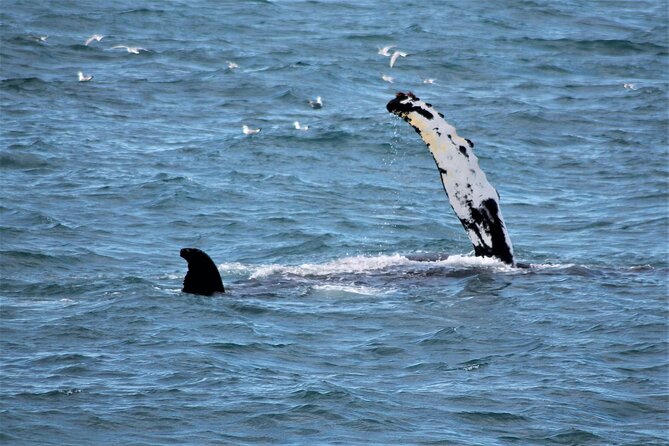 Whale Watching And Fly Over Iceland Guided Tour - Who should book this experience?