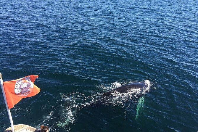 Whale Watching And Fly Over Iceland Guided Tour - Cancellation and weather details to remember