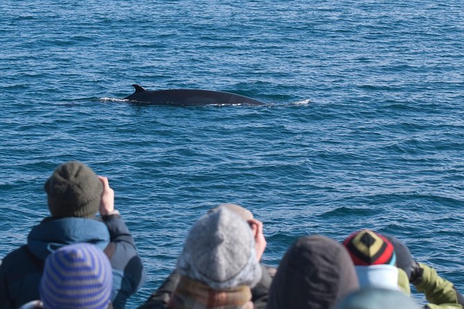 Whale Watching and Golden Circle Tour from Reykjavik - Key details to know before booking