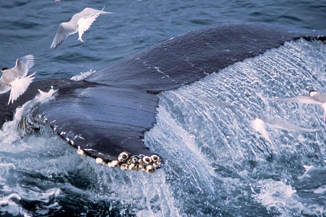 Whale Watching and Golden Circle Tour from Reykjavik - Strokkur and the hot springs at Geysir