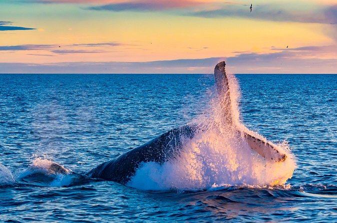 Whale Watching and Golden Circle Tour from Reykjavik - What the $211 price really buys