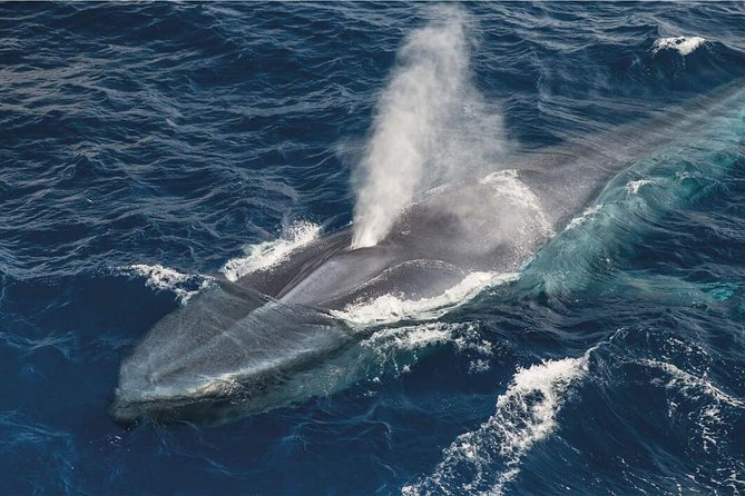 Whale Watching and Jeep Tour - What makes this Terceira day trip worth considering