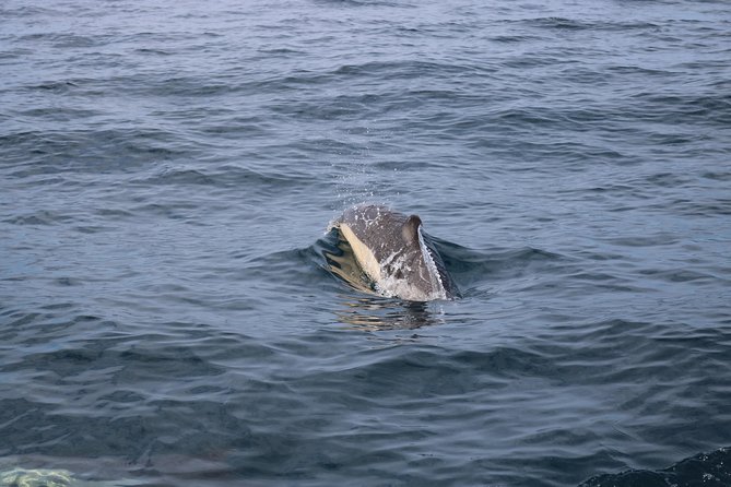 Whale Watching and Jeep Tour - A full day built around two different Terceira experiences