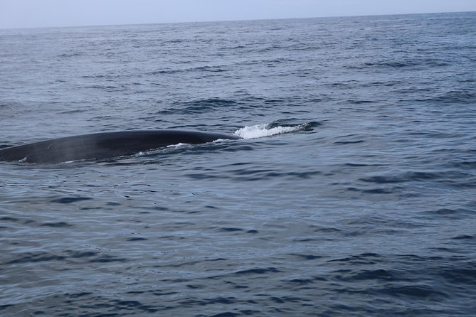 Whale Watching and Jeep Tour - Jeep roads lead toward viewpoints and island vegetation