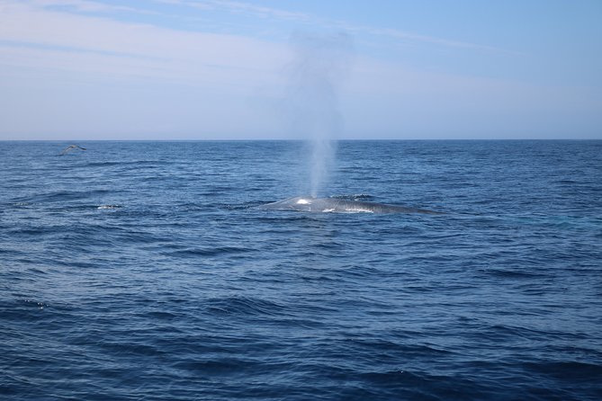 Whale Watching and Jeep Tour - What the $270.93 price really buys