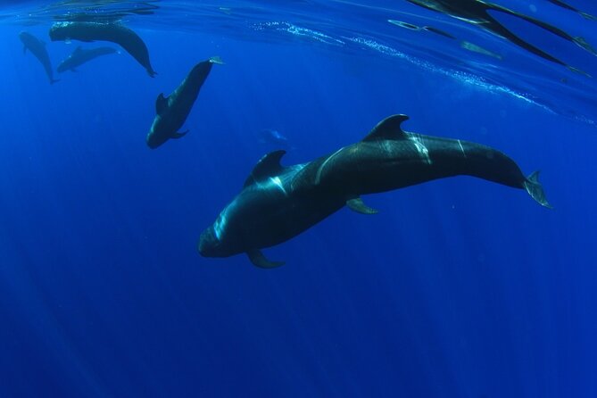 Whale watching and listening Eco-Catamaran Tour with Food Tasting - Is $48.37 good value?