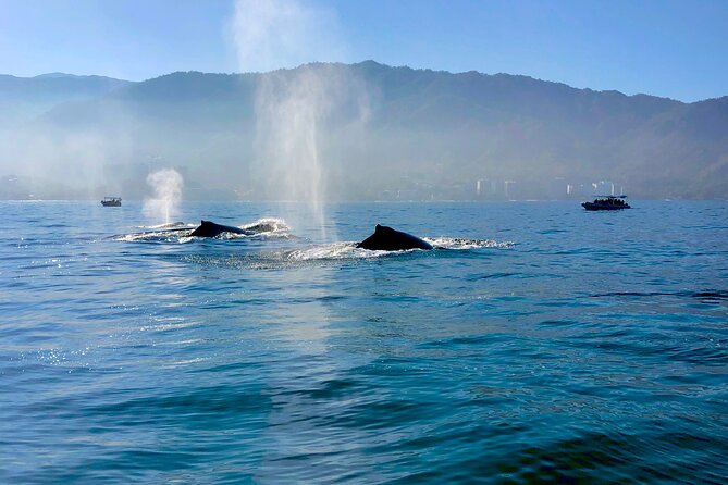 Whale Watching and Los Arcos 5 Islands Adventure - Who will enjoy this outing most