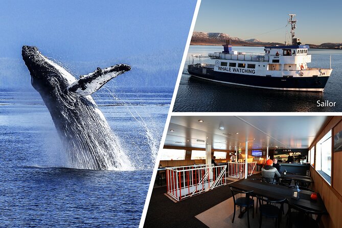 Whale Watching and Marine Life Tour in Reykjavik - The guides make the difference
