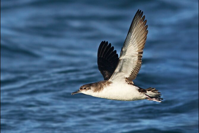 Whale Watching and Marine Life Tour in Reykjavik - What you might see near Lundey and Viðey