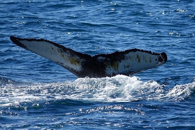 Whale Watching and Marine Life Tour in Reykjavik - Weather, cold, and the three-hour commitment