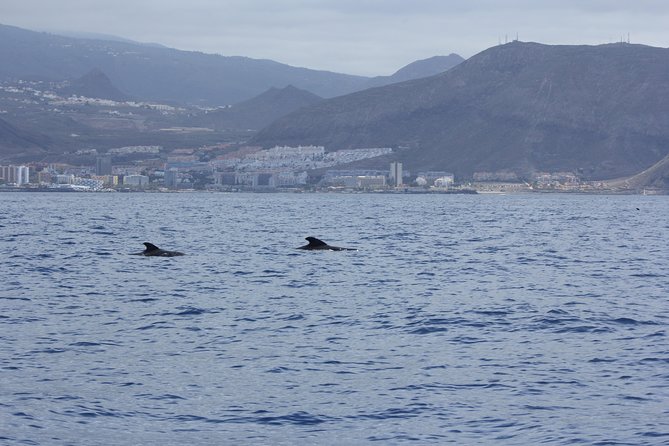 Whale Watching and Marine Science Tour - Setting out from Las Galletas