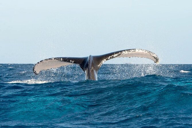 Whale watching and Montana Redonda - A Dominican lunch back at Miches