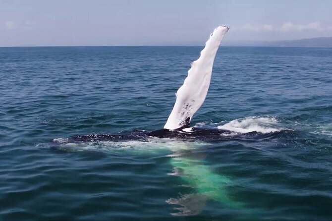 Whale watching and Montana Redonda - What the $189 price really covers