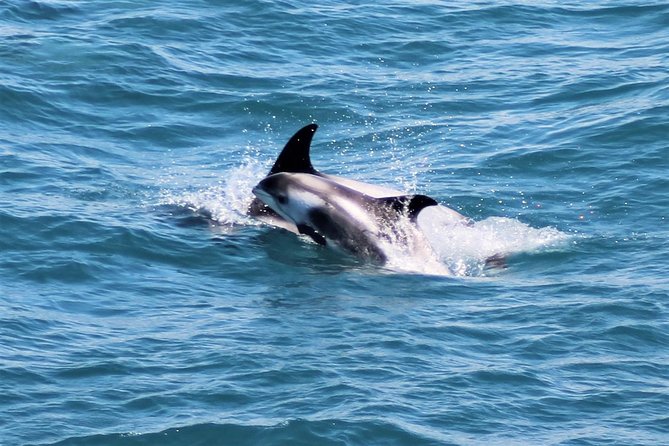 Whale Watching and Northern Lights Half-Day Combo Tour - Warm cabins, overalls, and seasickness support