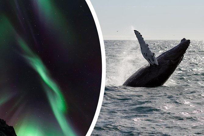 Whale Watching and Northern Lights Half-Day Combo Tour - Weather, cancellations, and the practical fine print