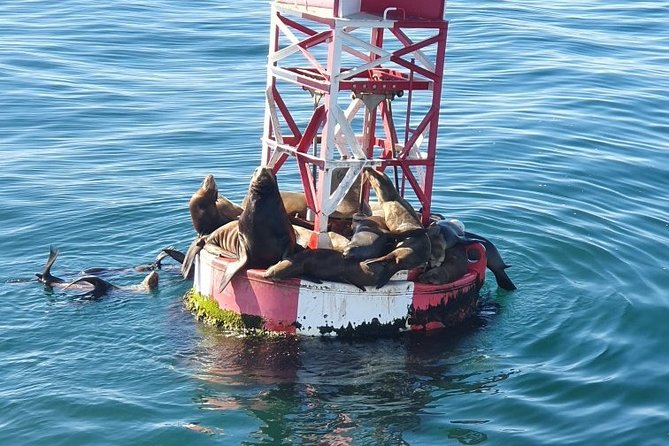 Whale-Watching and Orange County Beaches Tour from Anaheim - Who should take this Orange County tour?