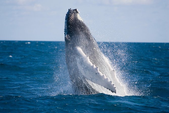 Whale-Watching and Orange County Beaches Tour from Anaheim - Laguna Beach and the view from Heisler Park