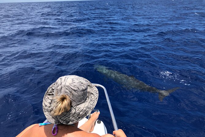 Whale Watching and Private Ocean Safari Experience in Mauritius - Is $850 good value for a private boat?