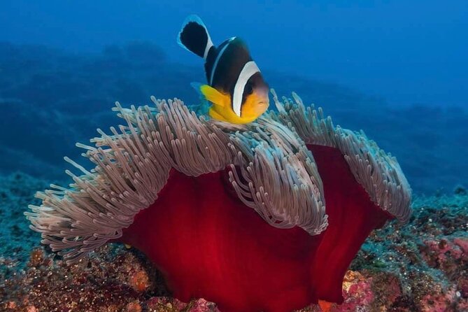 Whale Watching and Private Ocean Safari Experience in Mauritius - The 7:00 am start at Black River Bay