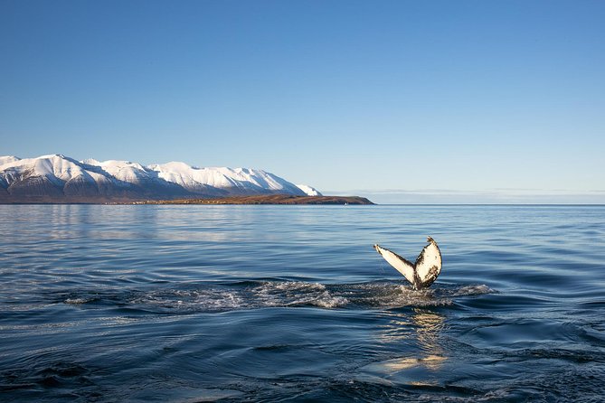Whale Watching and Sea Angling Tour - What the whale watching actually feels like