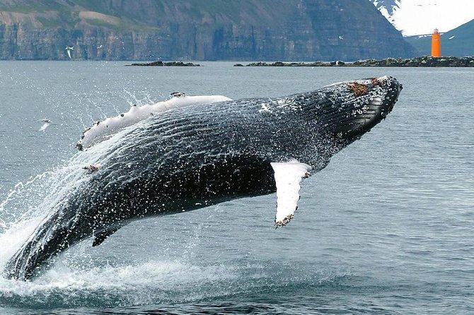 Whale Watching and Sea Angling Tour - Warm overalls, coffee, and the family factor
