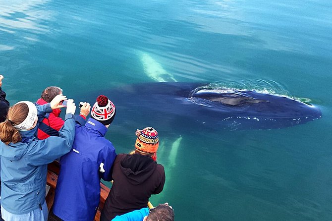 Whale Watching and Sea Angling Tour - The sea angling portion: fun, but not a fishing charter