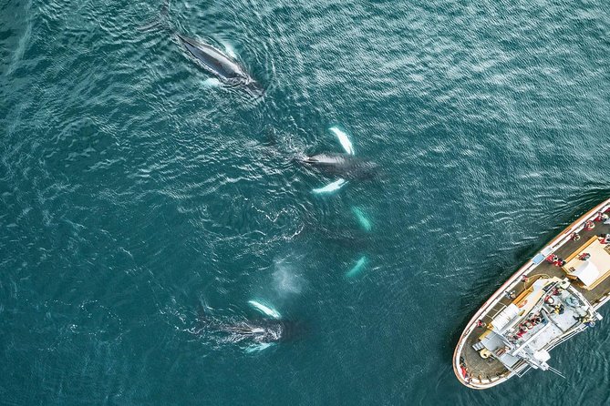 Whale Watching and Sea Angling Tour - The boat, the crew, and the pace of the trip