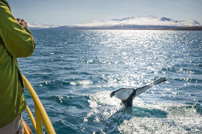 Whale Watching and Sea Angling Tour - Why Eyjafjörður is a smart whale watching setting