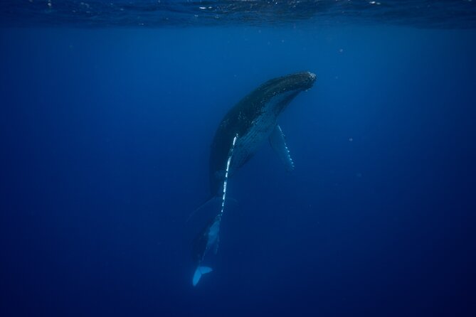 Whale watching and snorkelling in Moorea - Why Moorea is a special place for whale watching