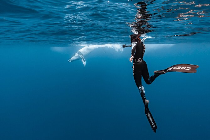 Whale watching and snorkelling in Moorea - What happens when swimming is possible