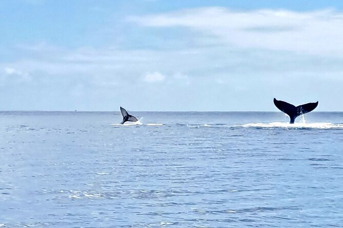 Whale watching and snorkelling in Moorea - A guide team that shapes the experience