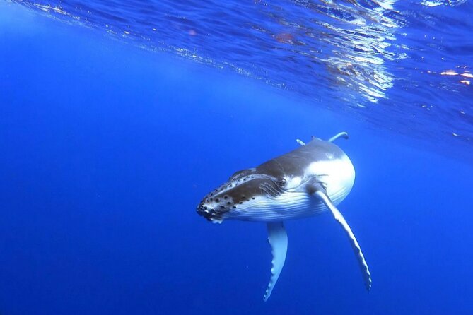 Whale watching and snorkelling in Moorea - Wildlife beyond the humpbacks