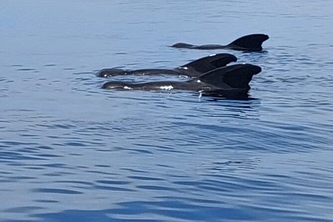 Whale watching and snorkelling in Moorea - Price, group size, and what you receive